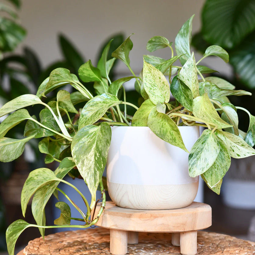 Marble Queen Pothos - Image 2