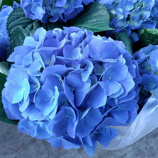 Mathilda Gutges Hydrangea - Image 2