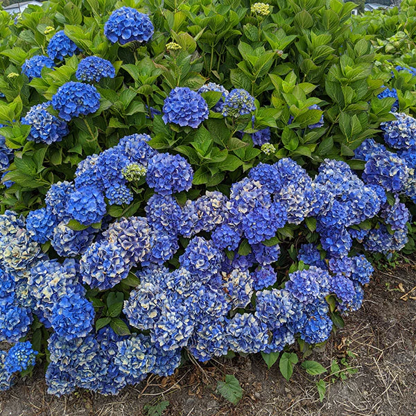Mathilda Gutges Hydrangea - Image 3