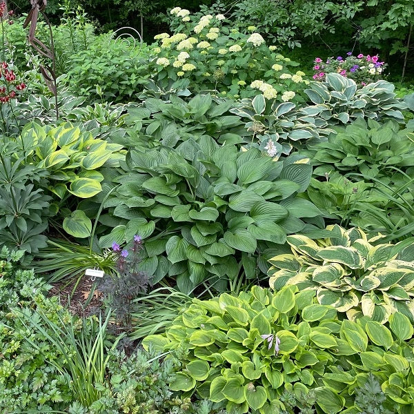 Medium Hosta - Image 2