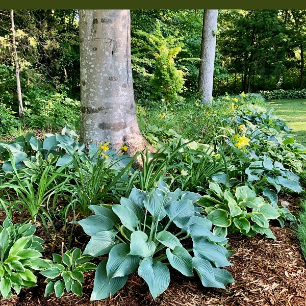 Medium Hosta - Image 3