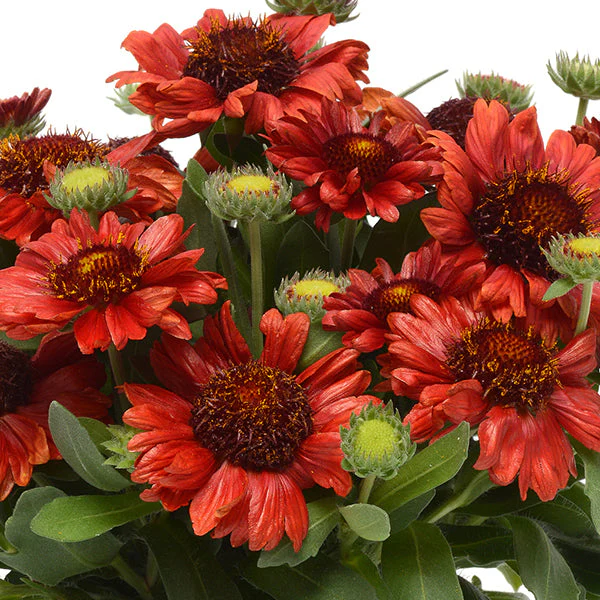 Mesa™ Red Blanket Flower - Image 2