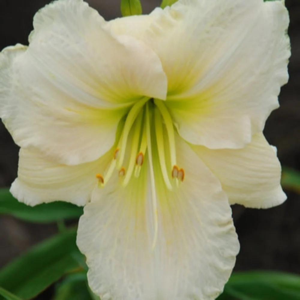 Dazzling Daylilies Clearance #1 - Image 3