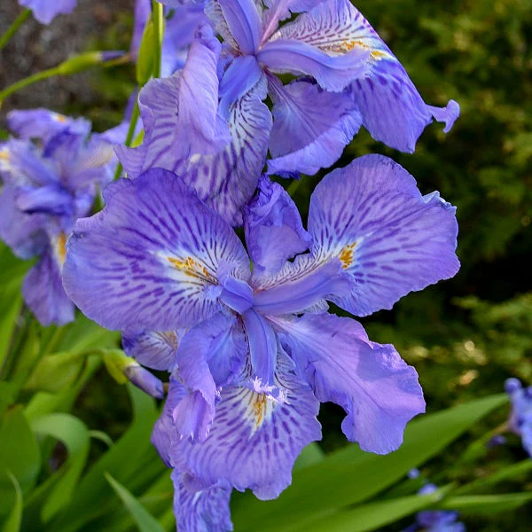 Ming Treasure Iris - Image 2