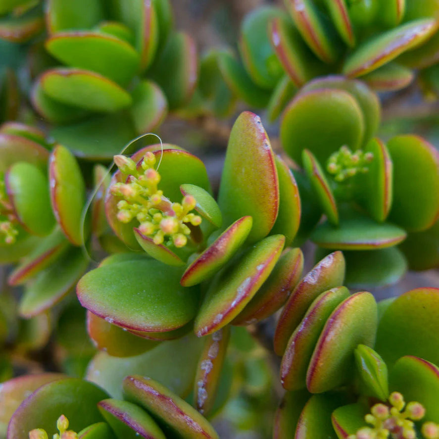 Minor Jade - Image 2