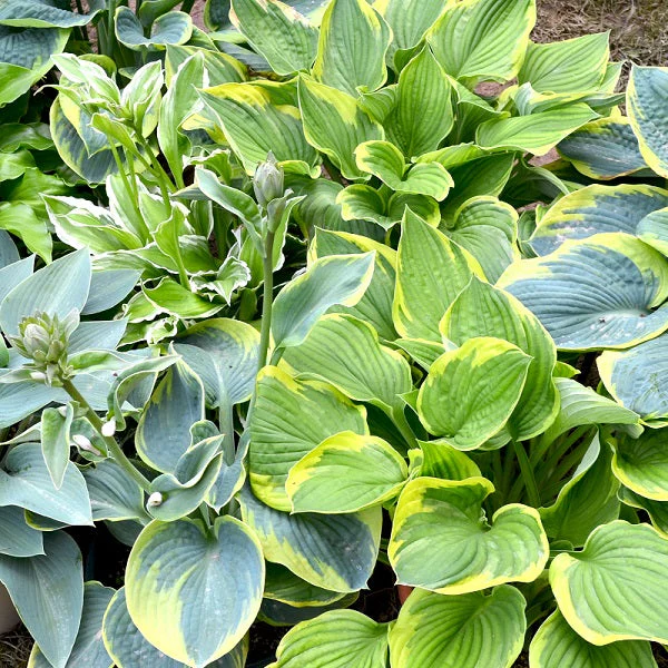 Hosta by the Handful - Image 2