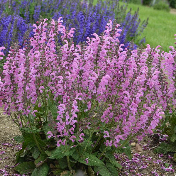 Moulin Rouge Salvia - Image 2