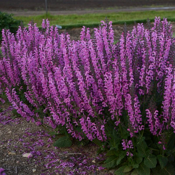 Moulin Rouge Salvia - Image 3