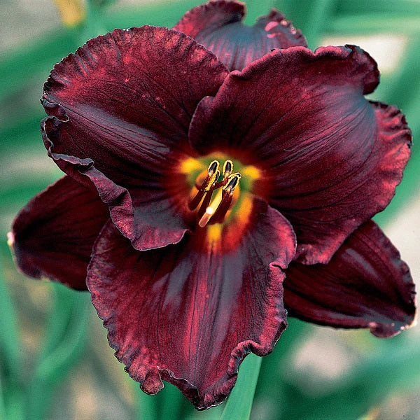 Night Symphony Daylily - Image 3