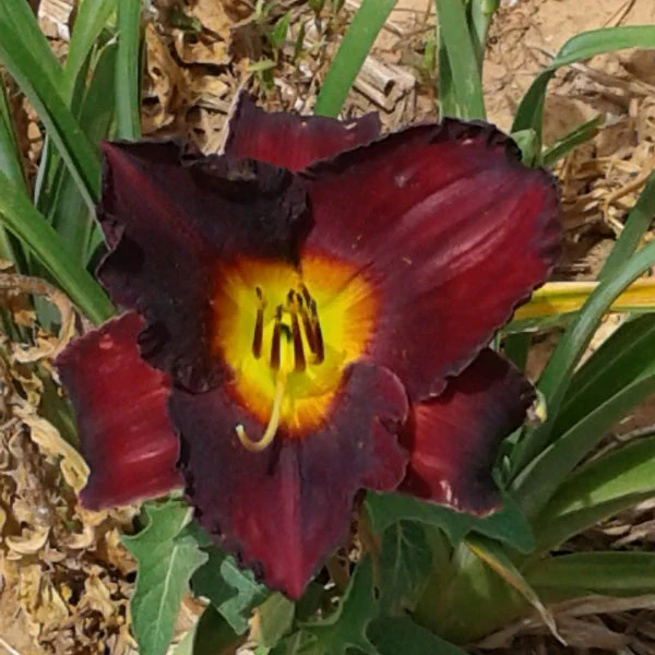Night Symphony Daylily - Image 2