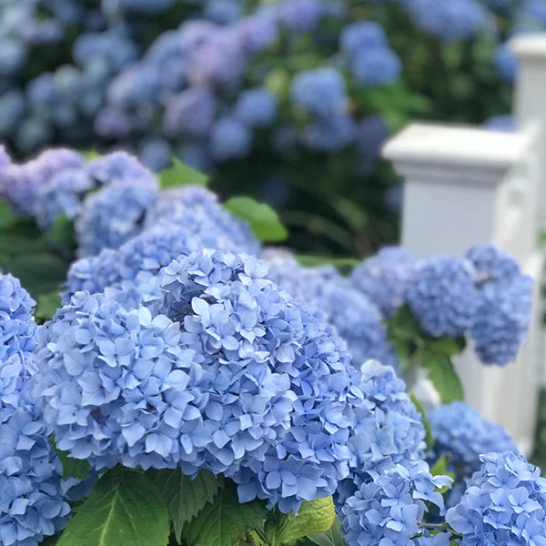 Nikko Blue Hydrangea - Image 2