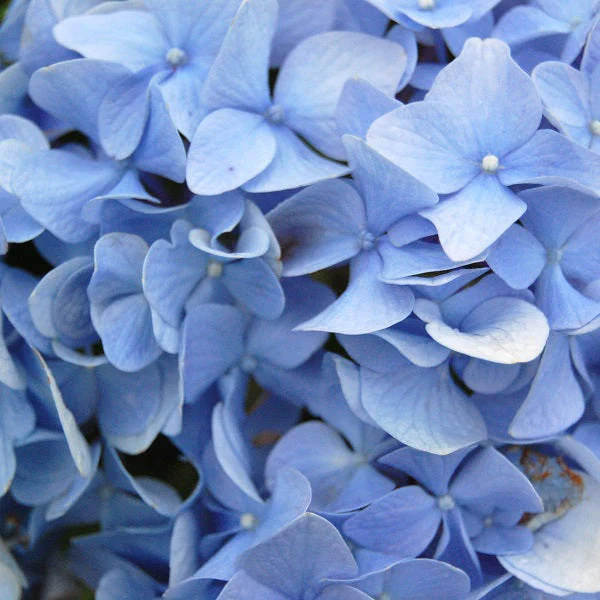 Nikko Blue Hydrangea - Image 3