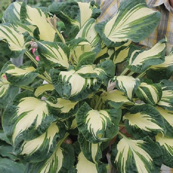 Hans Hosta