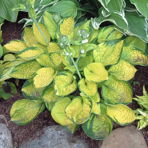 Rainforest Sunrise Hosta