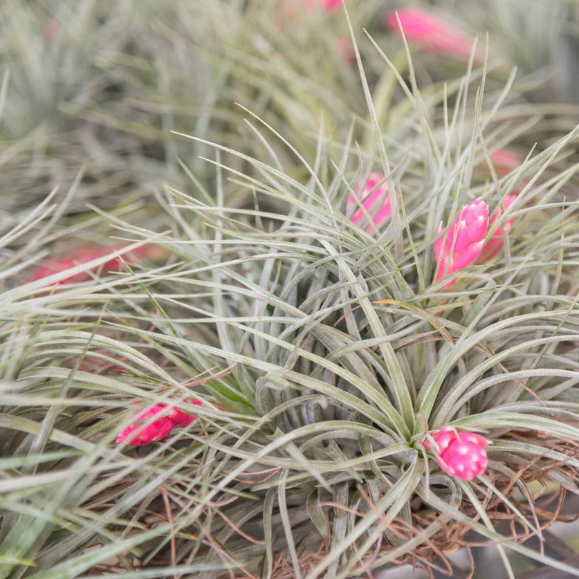 Oaxacana Air Plant - Image 2