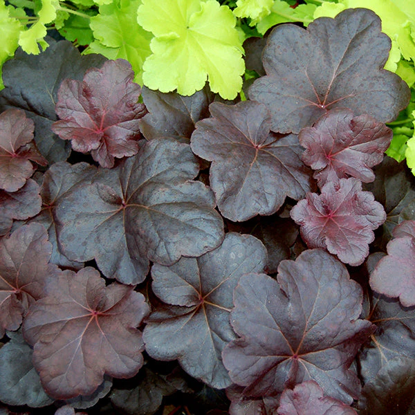 Obsidian Coral Bells - Image 3