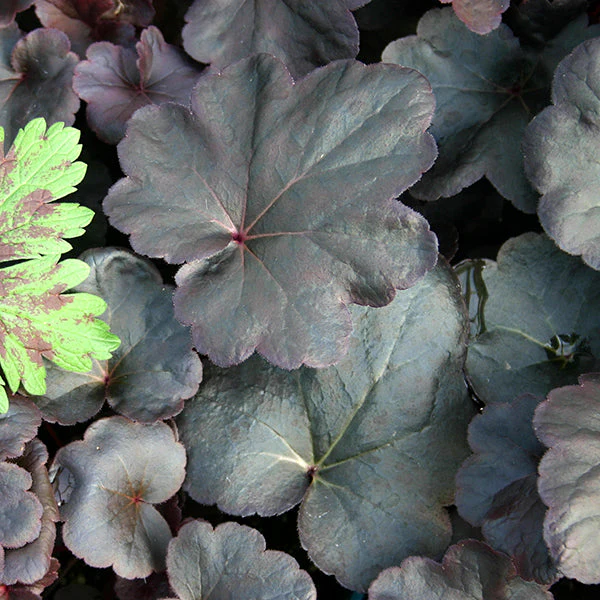 Obsidian Coral Bells - Image 2
