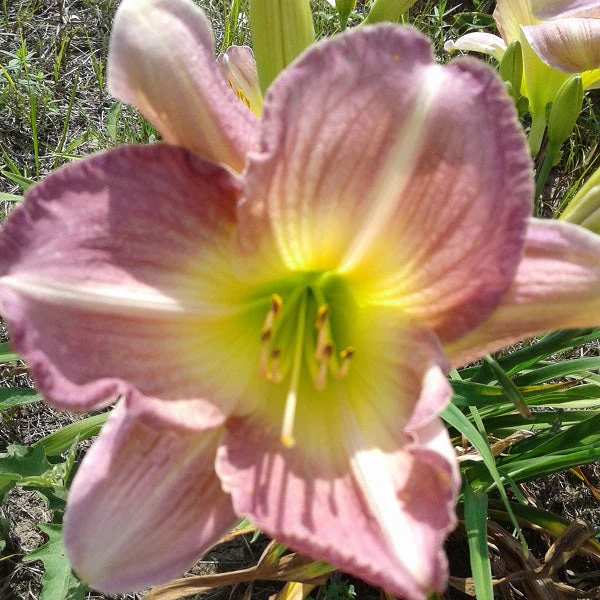 Optimism Daylily – Heritage Collection