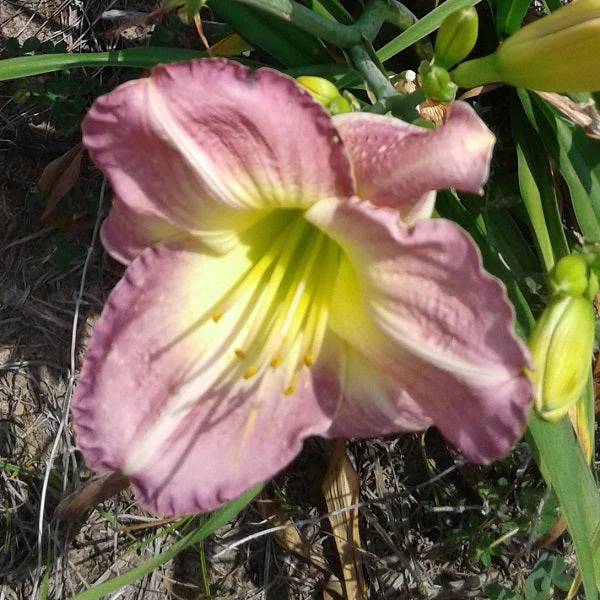 Optimism Daylily - Heritage Collection - Image 2