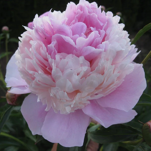 Edulis Superba – 3/5 Eye Peony