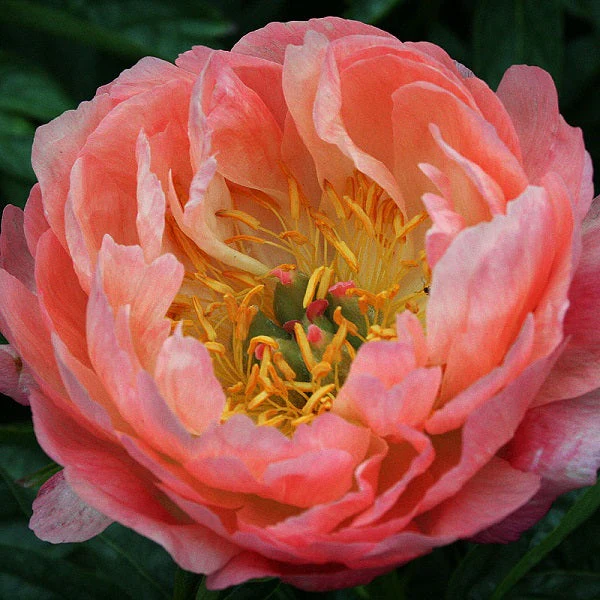 Coral Sunset Peony - Image 3