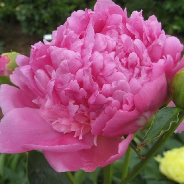 Dr. Alexander Fleming Peony - Image 2