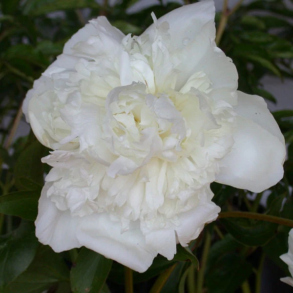 Duchesse de Nemours Peony - Image 2
