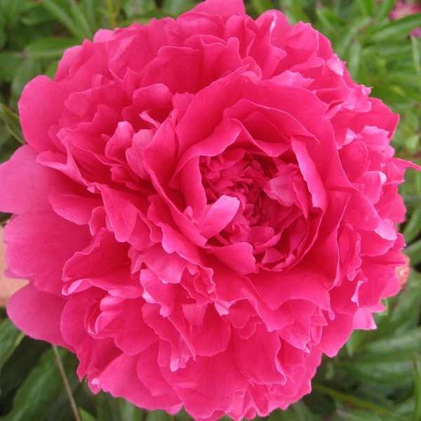 Felix Supreme Peony