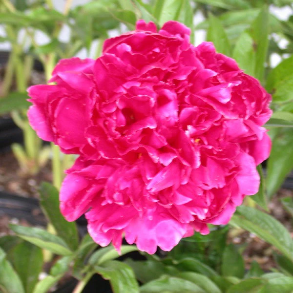 Karl Rosenfield Peony - Image 2