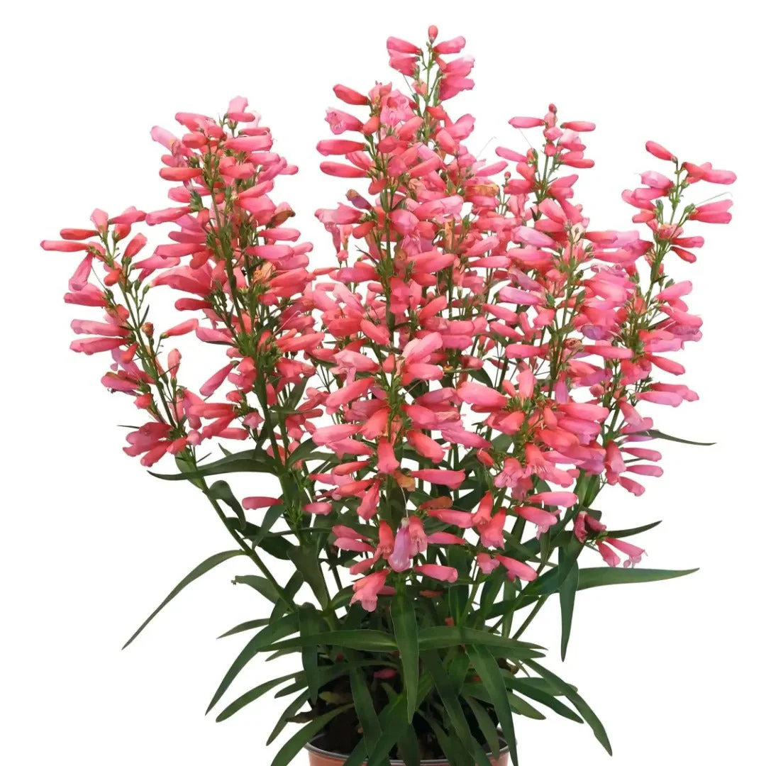 Pristine Lipstick Penstemon