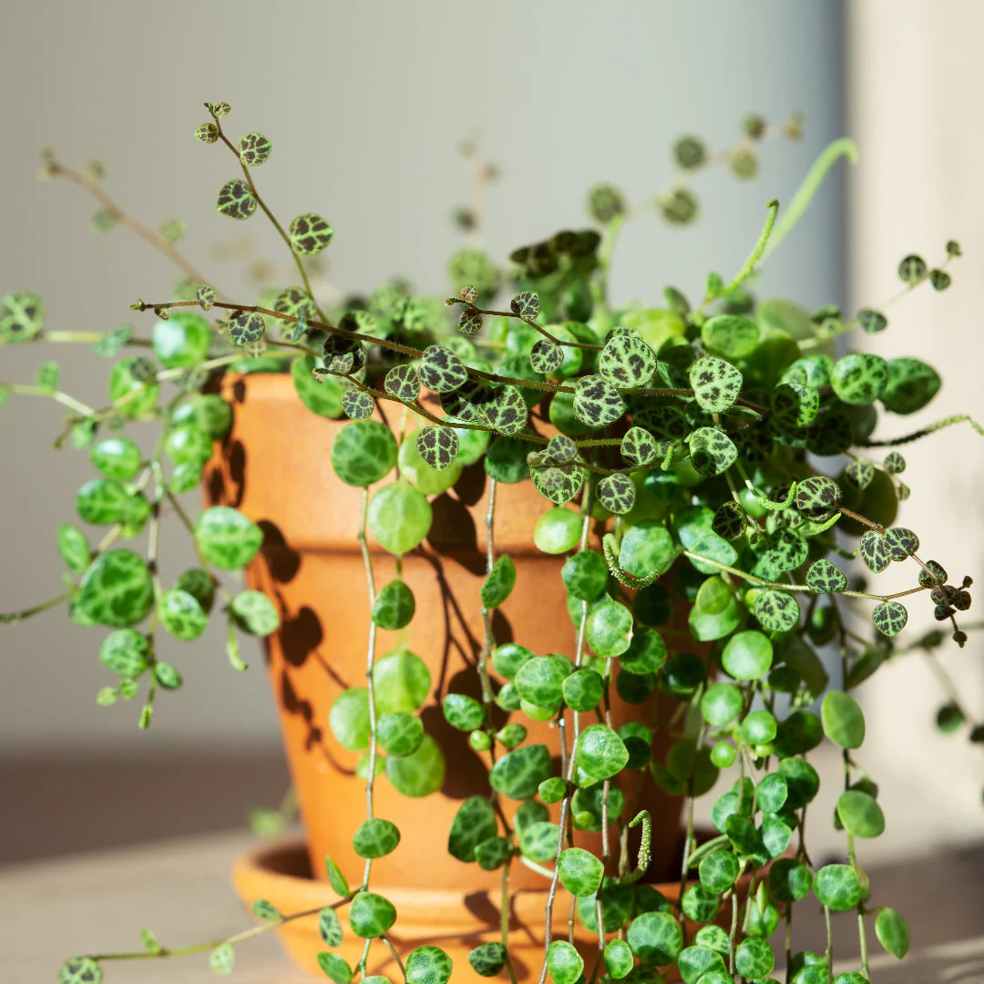 String of Turtles