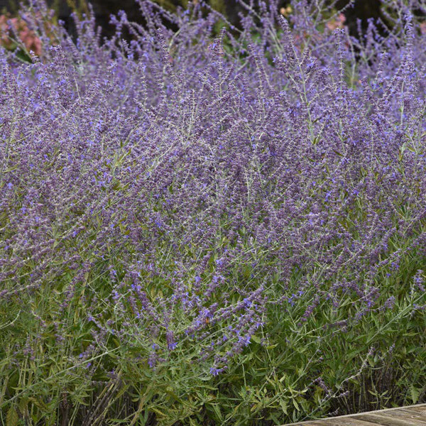 Late Season Bloomers Collection - Image 2