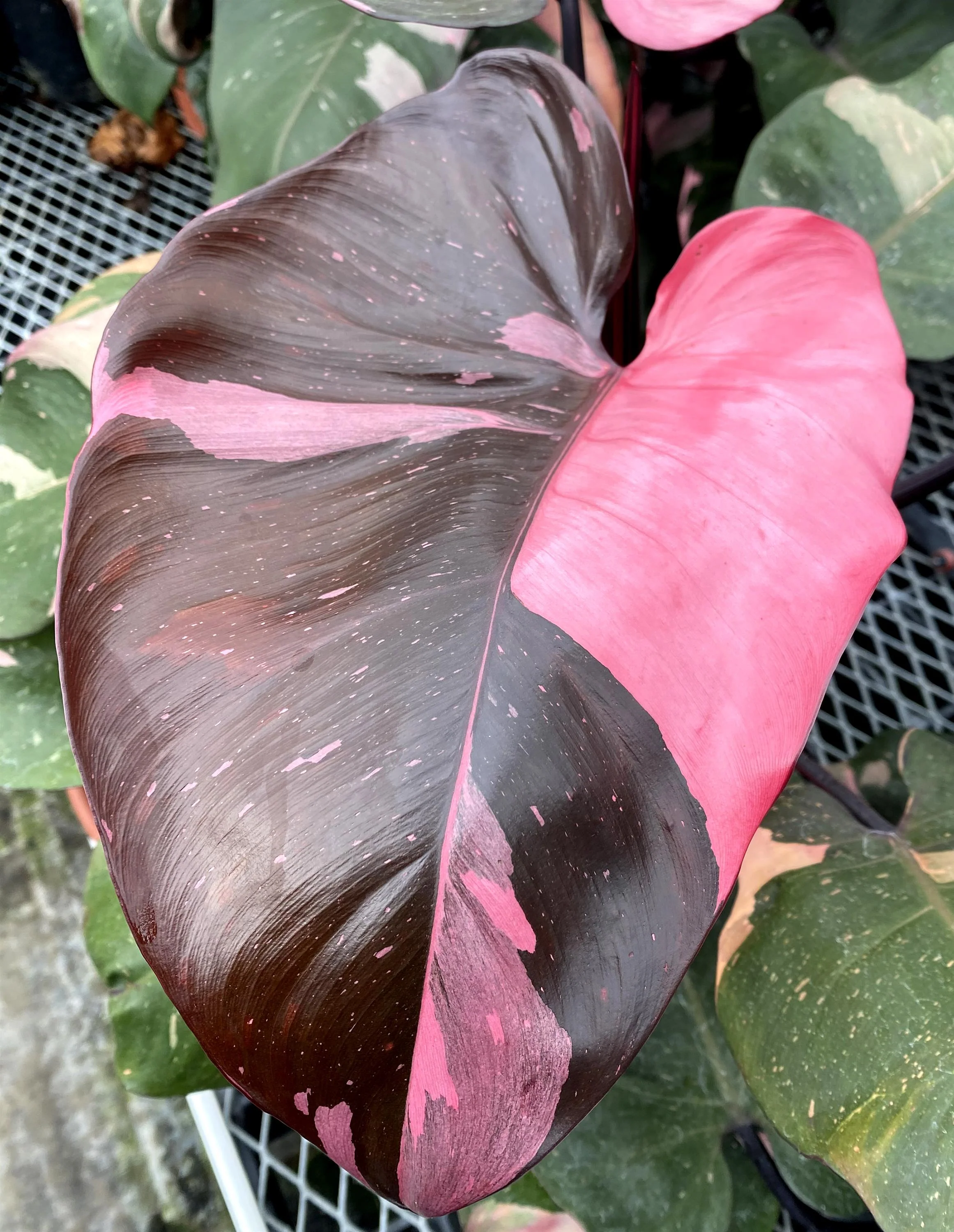 Pink Princess Philodendron - Image 2