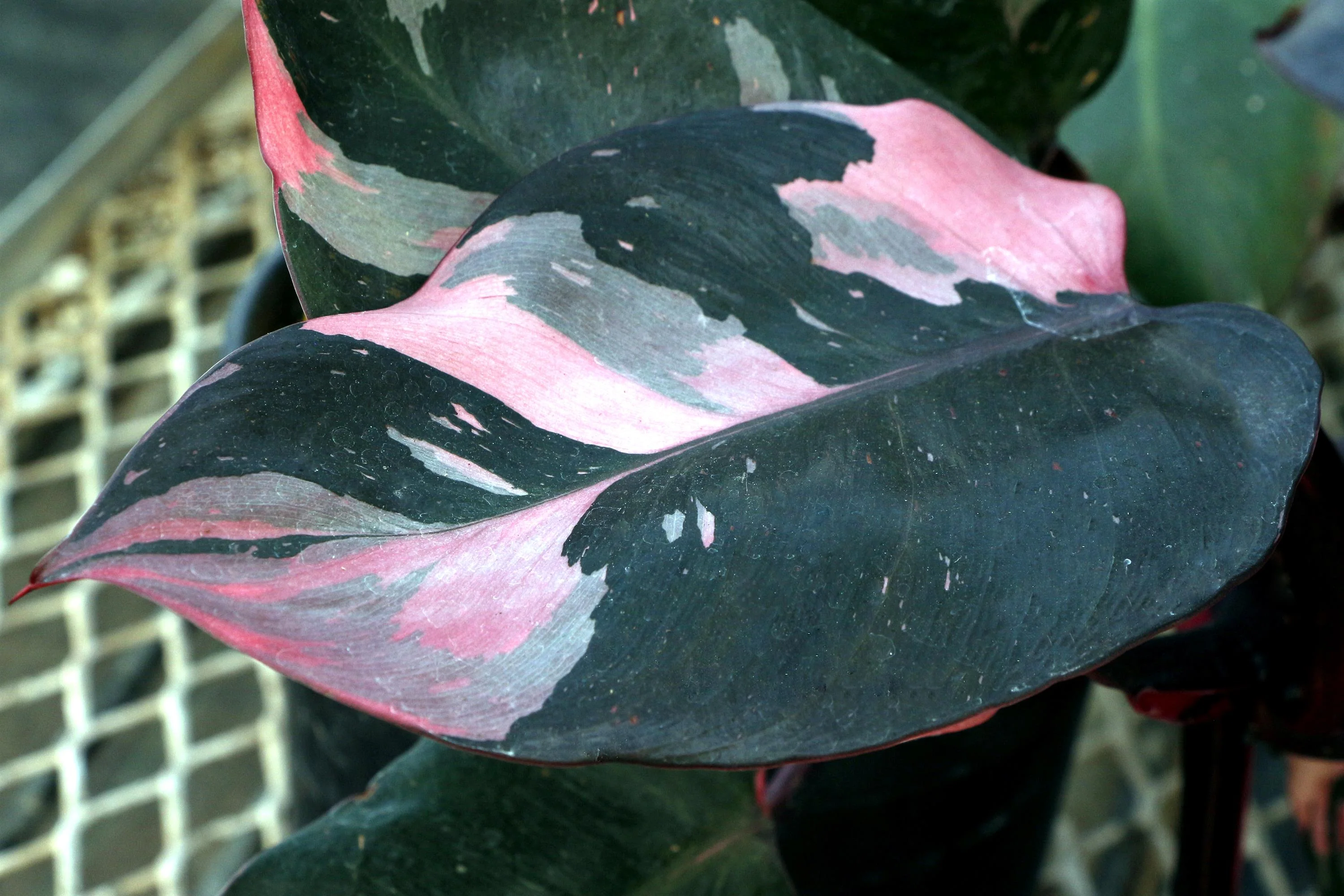 Pink Princess Philodendron - Image 3