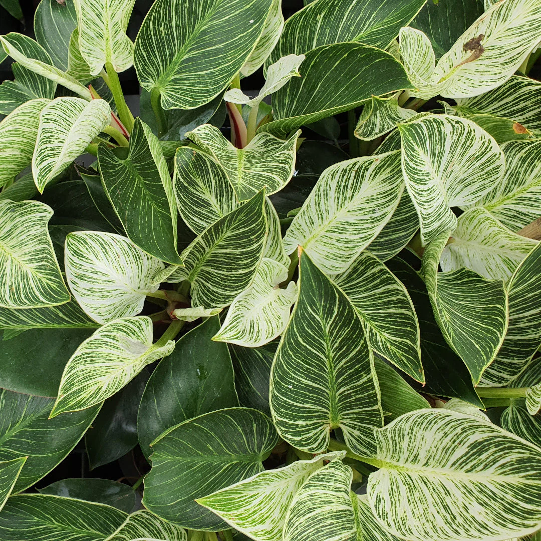 Birkin Philodendron - Image 2