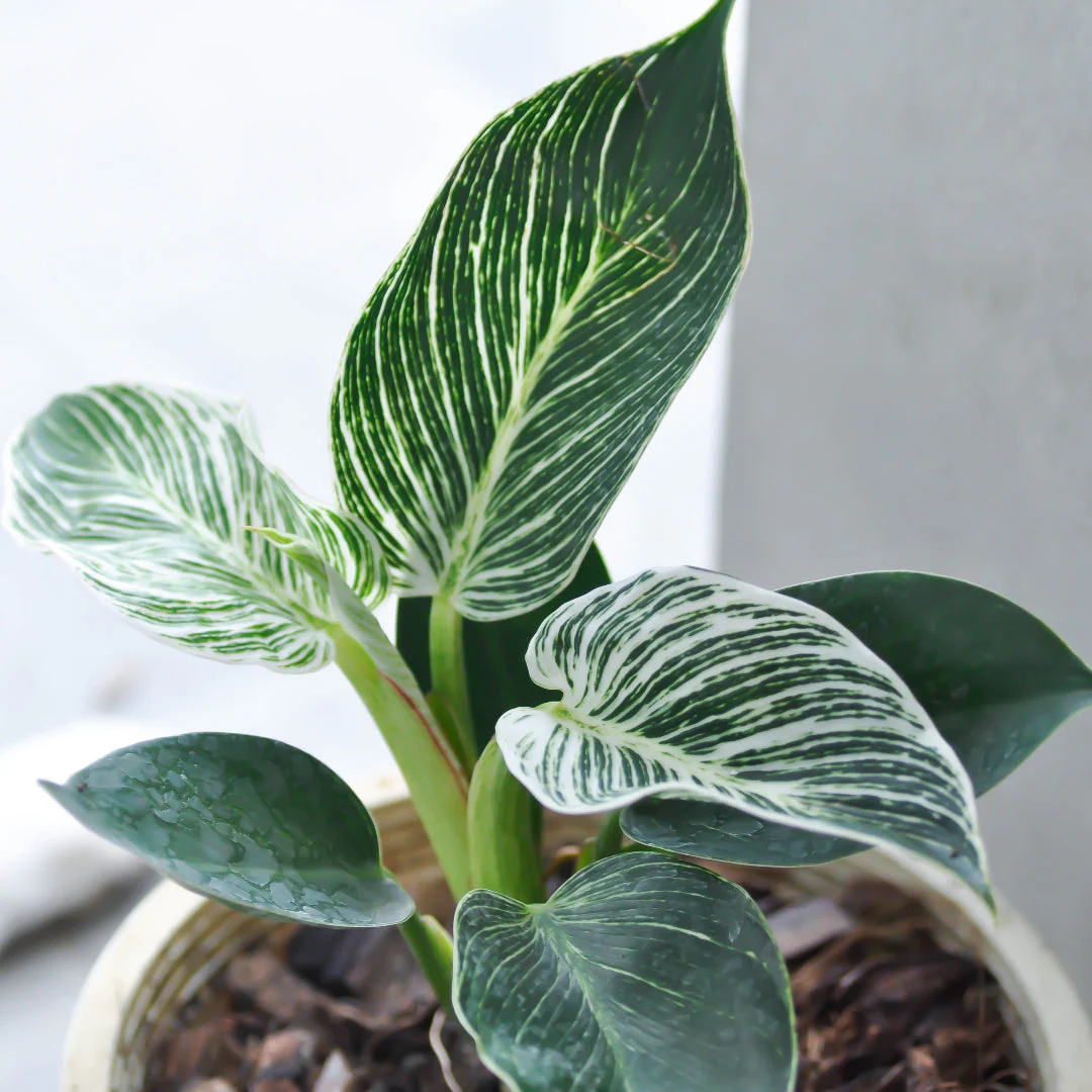 Birkin Philodendron