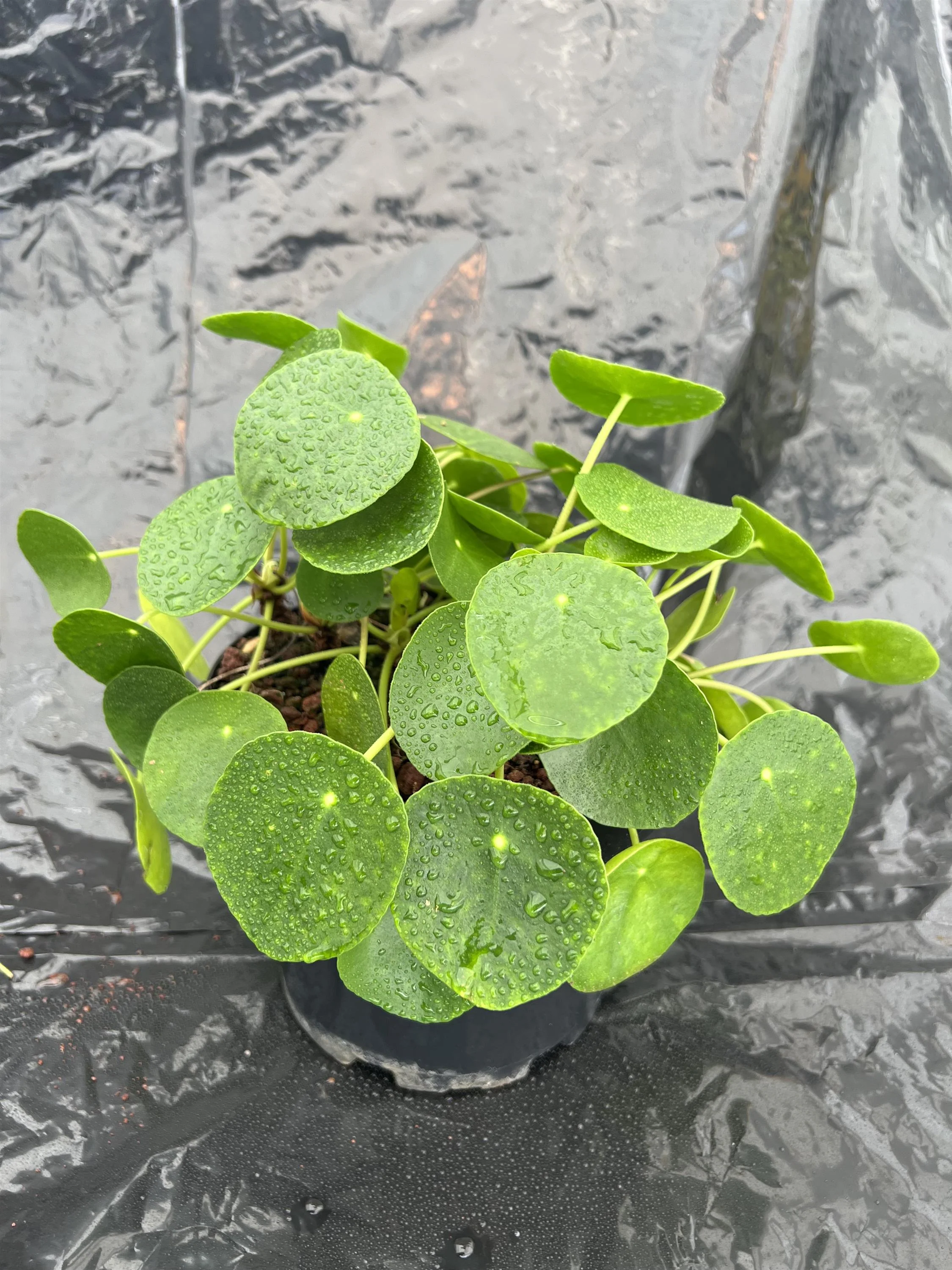 Chinese Money Plant - Image 3
