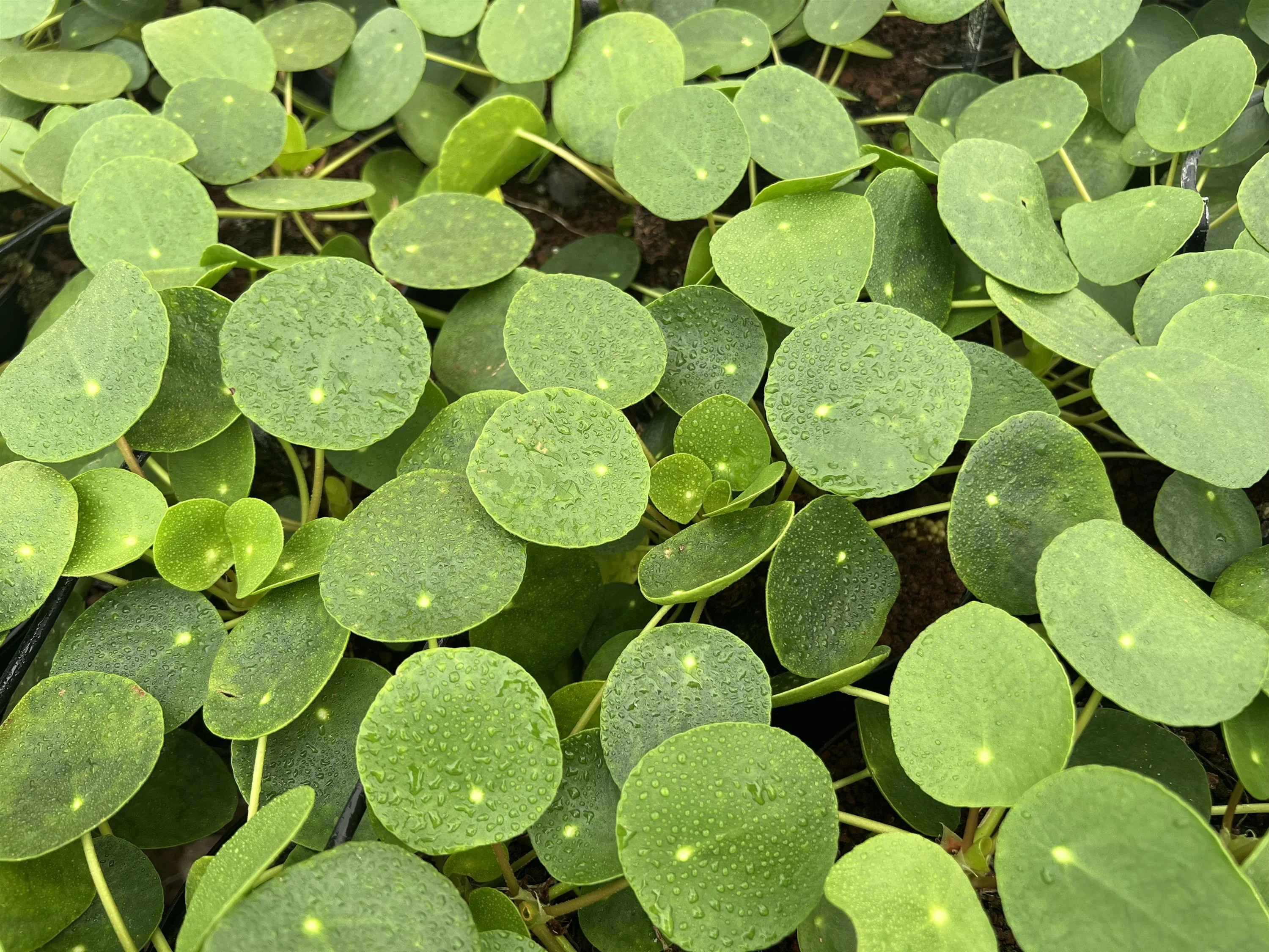 Chinese Money Plant - Image 2
