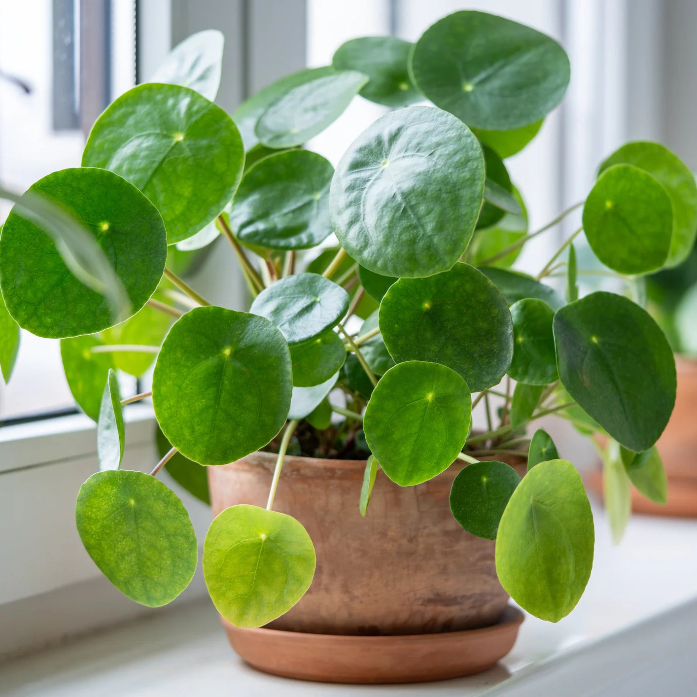 Chinese Money Plant