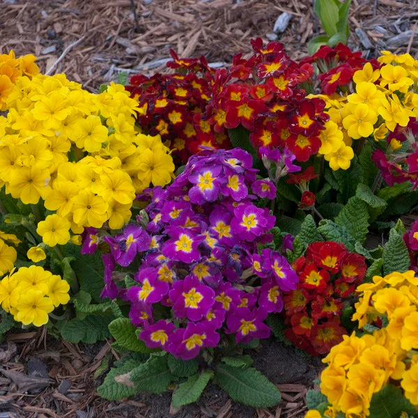 Pacific Hybrids Primrose - Image 3