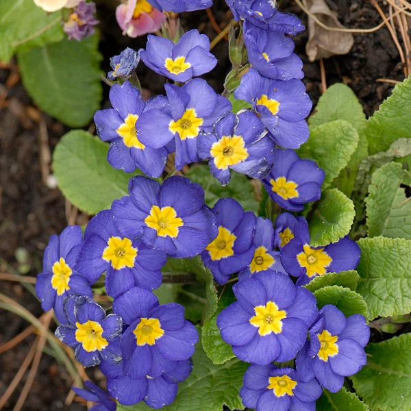 Pacific Hybrids Primrose - Image 2