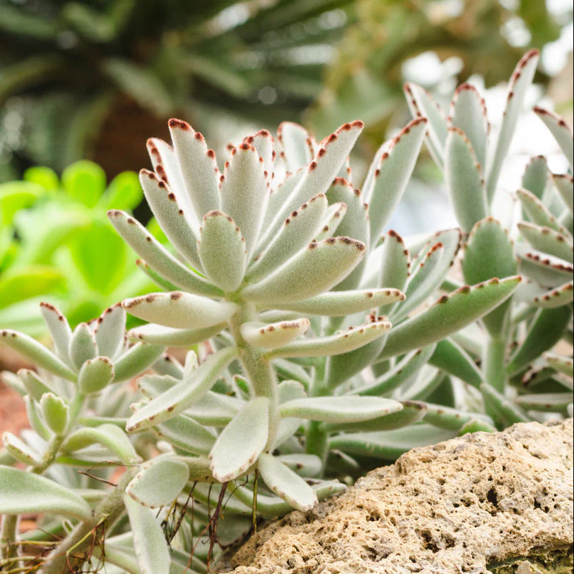 Panda Plant