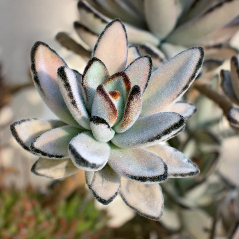 Panda Plant - Image 2