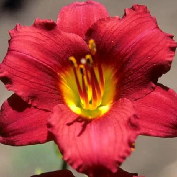 Pardon Me Daylily - Image 2