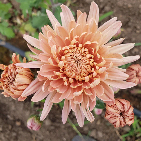 Pat Lehman Chrysanthemum