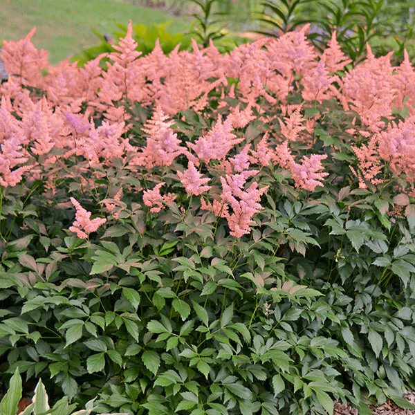 Peach Blossom Astilbe - Image 3