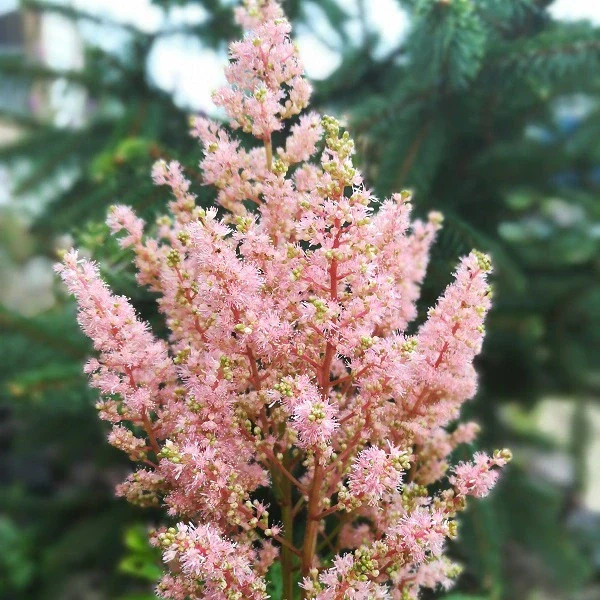 Peach Blossom Astilbe - Image 2