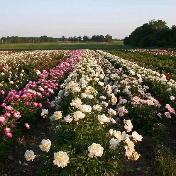 Bushel of Blooms Peonies - Image 2