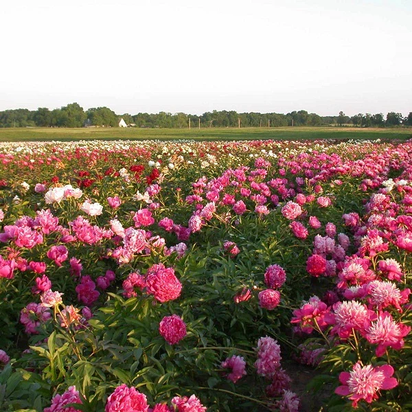 Bushel of Blooms Peonies - Image 3