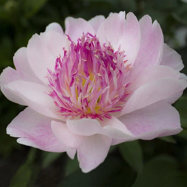 Do Tell - 3/5 Eye Peony - Image 2